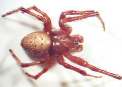 Araneus trifolium