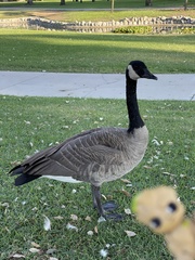 Branta canadensis