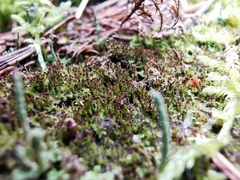 Crossocalyx hellerianus