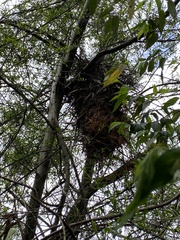 Pseudocheirus peregrinus