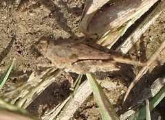 Paratettix cucullatus