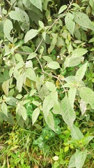 Solanum macrotonum