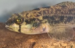 Etheostoma collis