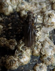 Oedoparena