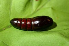 Norracoides basinotata