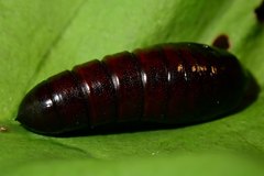 Norracoides basinotata