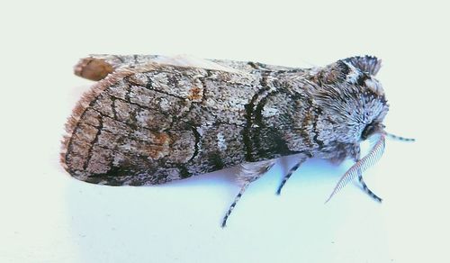 Mimosa Prominent photo 4