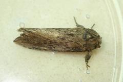 Norracoides basinotata