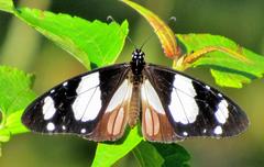 Amauris ochlea ochlea