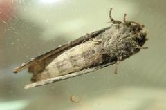 Norracoides basinotata