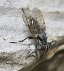 Eustalomyia vittipes