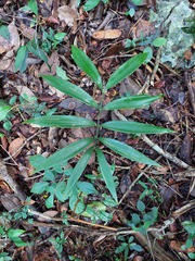 Zamia prasina