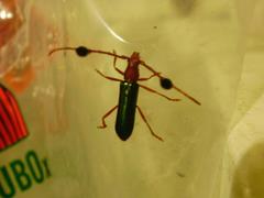 Compsocerus violaceus