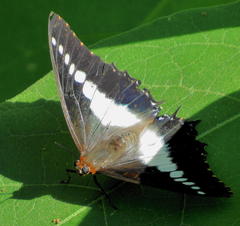 Charaxes brutus natalensis