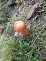 Calostoma cinnabarinum