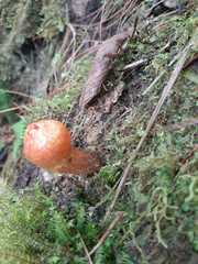 Calostoma cinnabarinum