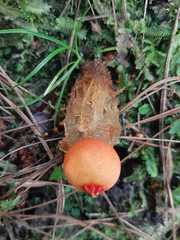 Calostoma cinnabarinum