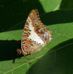 Charaxes brutus natalensis
