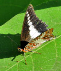 Charaxes brutus natalensis