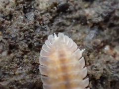 Armadilloniscus holmesi