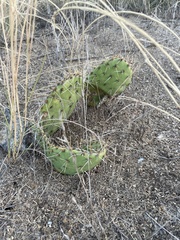 Opuntia cymochila