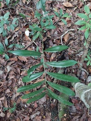 Zamia prasina