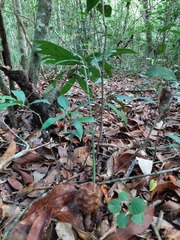 Zamia prasina