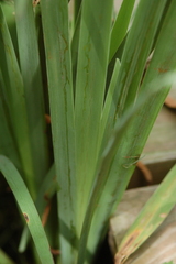 Cerodontha thompsoni