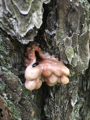 Dendroctonus terebrans