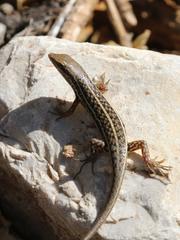 Variegated Skink photo 3