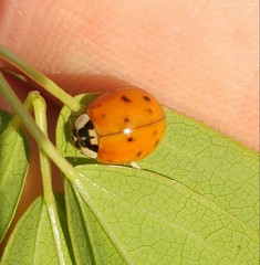 Harmonia axyridis