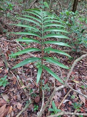 Zamia prasina