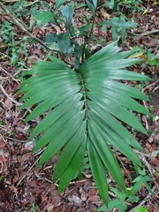 Zamia prasina