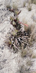 Tillandsia secunda