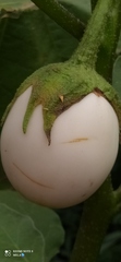 Magnoliopsida
