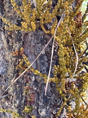 Arceuthobium littorum