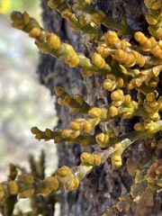 Arceuthobium littorum