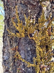 Arceuthobium littorum