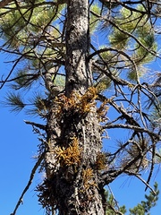 Arceuthobium littorum