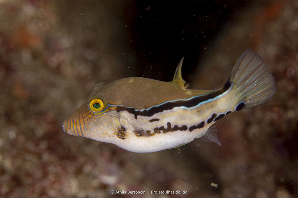 Figueiredo's sharpnose puffer (Canthigaster figueiredoi) — Tetraodontidae