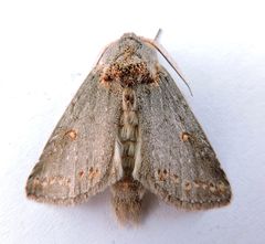 Theroa zethus