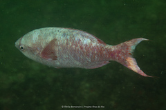 Bodianus brasiliensis