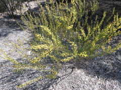 Acacia triquetra