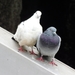 Feral Pigeon - Photo (c) cooleoptera, some rights reserved (CC BY-NC), uploaded by cooleoptera