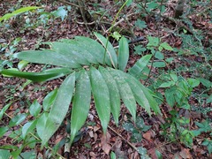 Zamia prasina