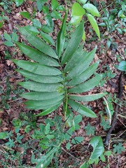 Zamia prasina