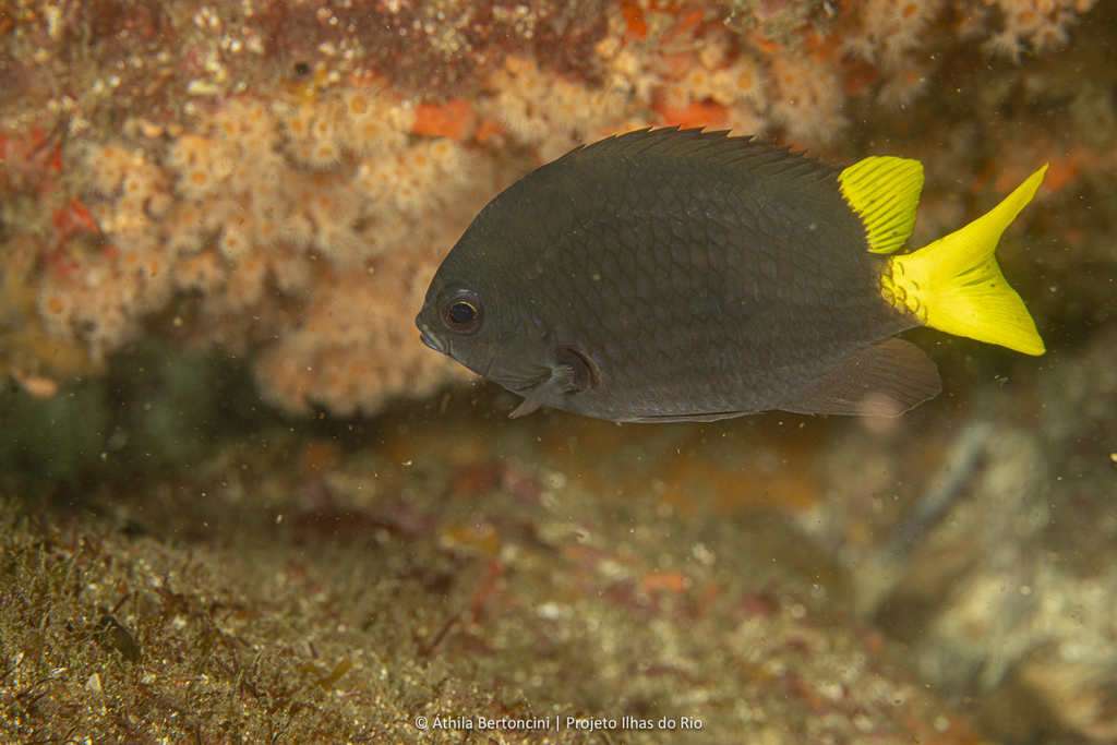 Brazilian chromis (Chromis jubauna) — Pomacentridae
