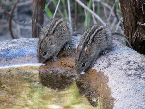 Cape Four-striped Grass Mouse, Western Cape, ZA, photo 8 of 10