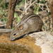 Four-striped Grass Mouse - Photo (c) Marian Oliver, some rights reserved (CC BY-NC), uploaded by Marian Oliver