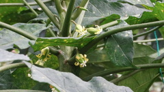 Vasconcellea pubescens